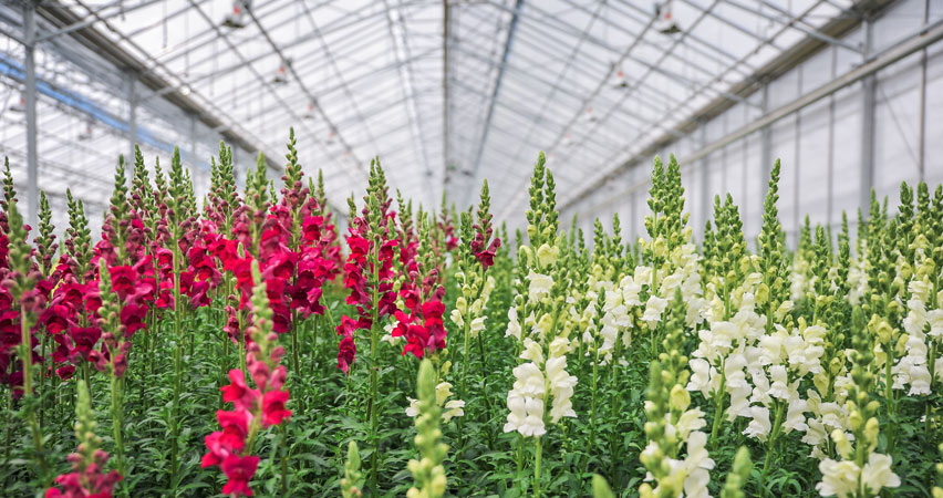 Rosa Flora greenhouses growing beautiful magenta and white snapdragon flowers