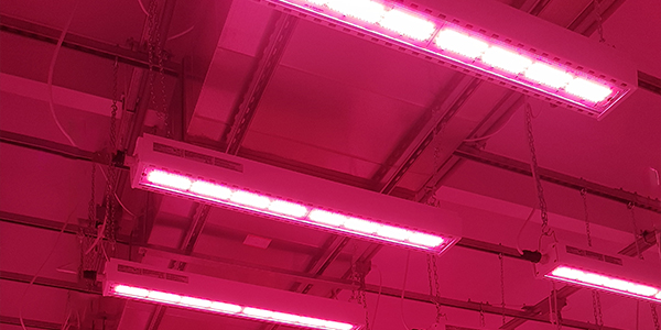 The Environmental Impact of Traditional Bulbs vs LEDs - Featured Image
