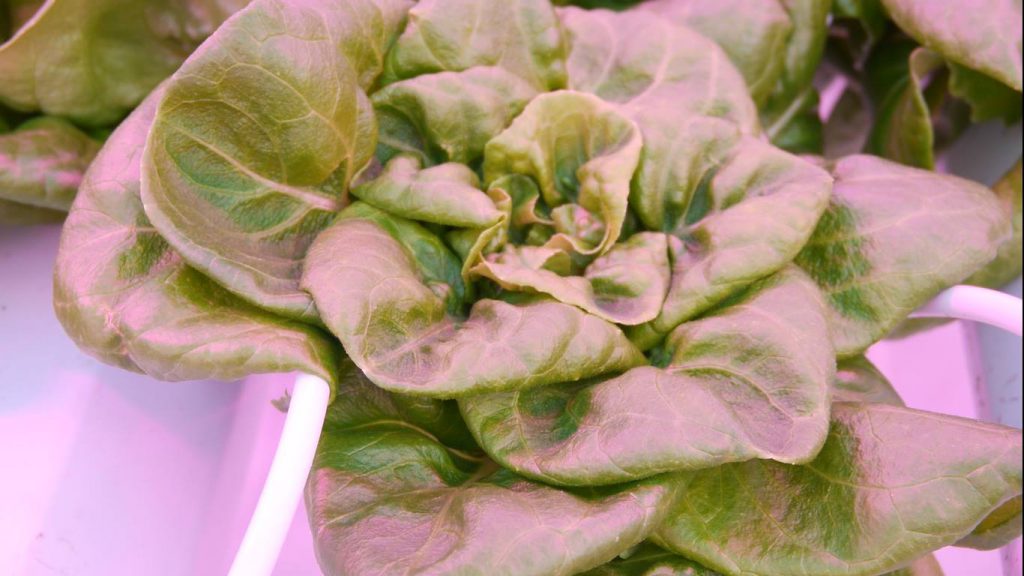 Close up image of compact lettuce
