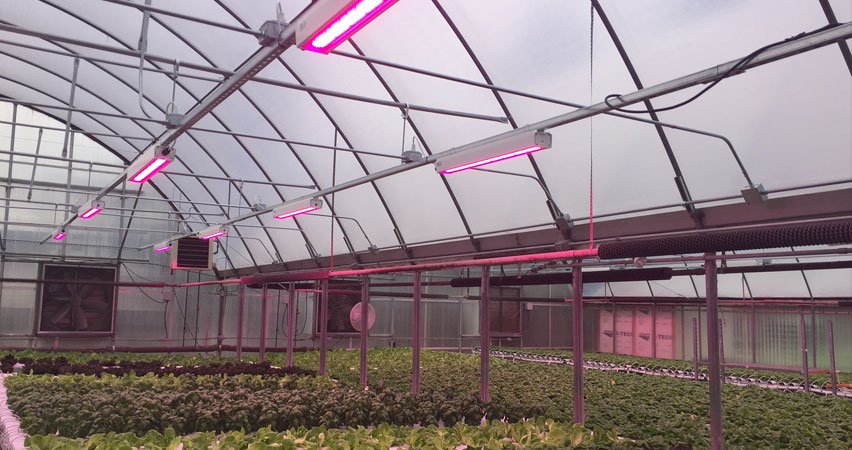 Degroode farms greenhouse with P.L. Light Systems HortiLED Top fixtures in place.