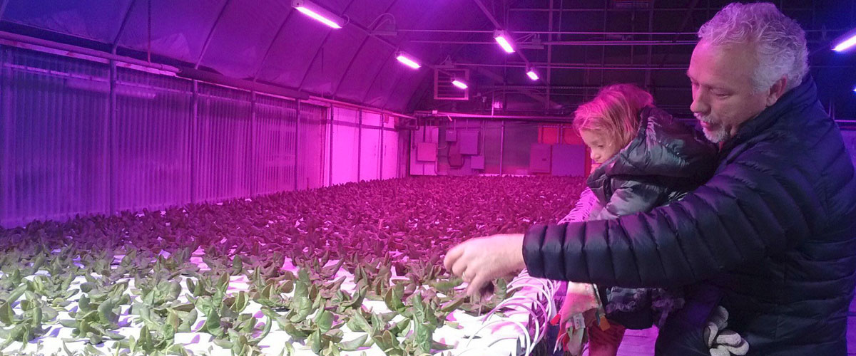 Man holds child to get a better look at the lettuce, HortiLED Top fixtures are in the background