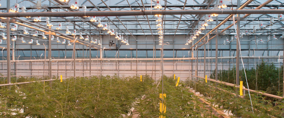 NXT2 lights hanging over cannabis crop