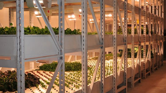 Vertical growing racks equipped with HSE Daylight fixtures grow a variety of greens