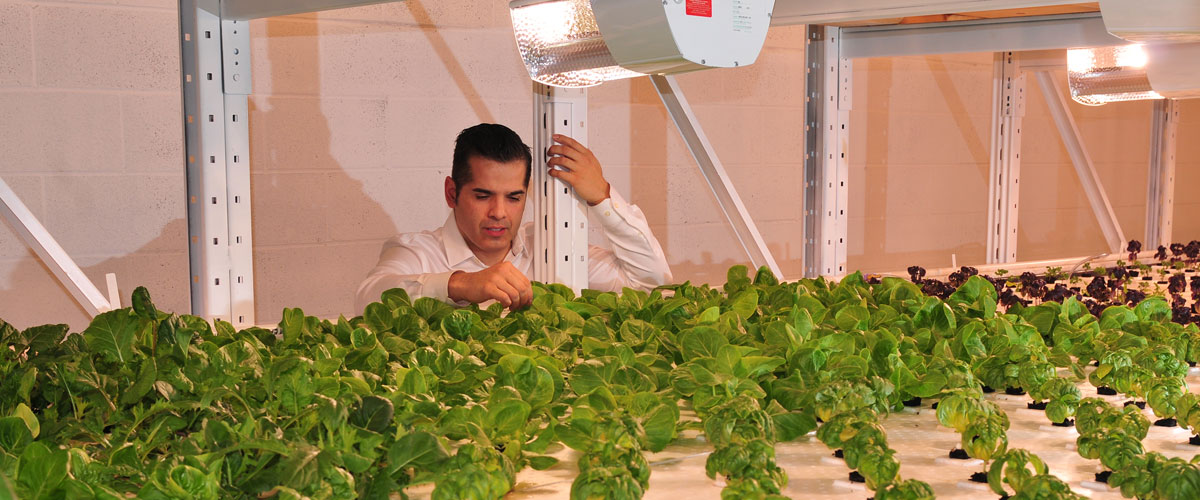 A member of the Aqua Greens team inspects the greens growing below the HSE Daylight fixture