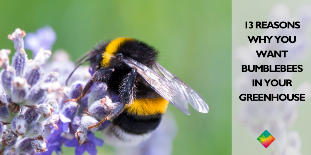 13 Reasons Why You Want Bumblebees In Your Greenhouse