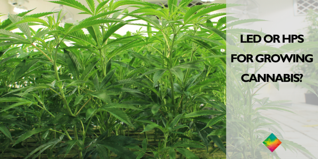 Lush green cannabis plants thrive under careful cultivation in a specialized growing room, posing the question: LED or HPS for growing cannabis?.