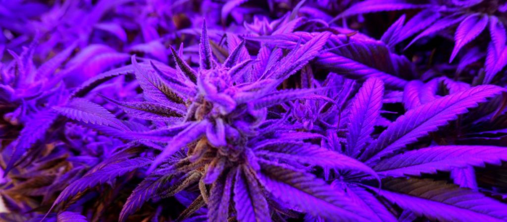 What type of led light is used for growing weed