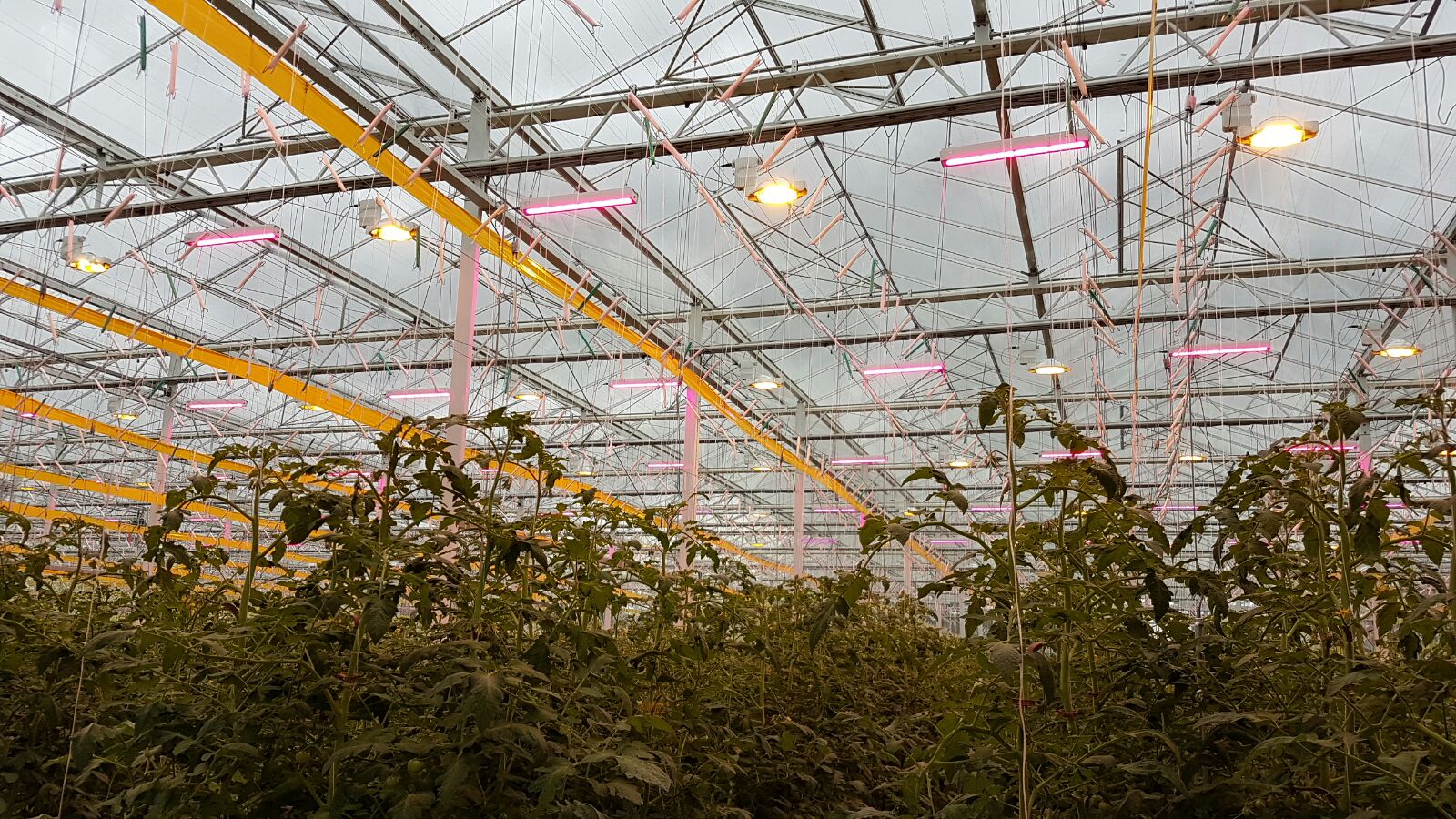 P. L. Light Systems Expert Article: Lighting for Northern Growers. How ...