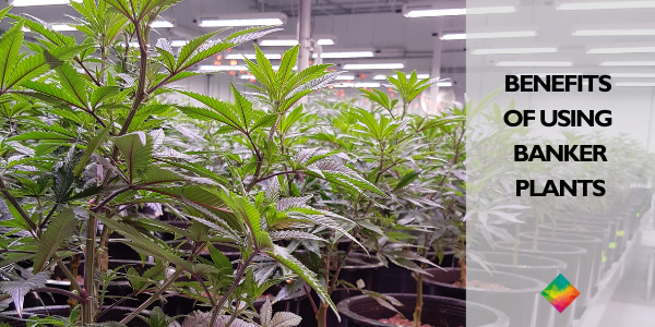 Rows of leafy green plants in pots under fluorescent lights create a lush scene in the greenhouse. The words Benefits of Using Banker Plants highlight the innovative approach to sustainable gardening.