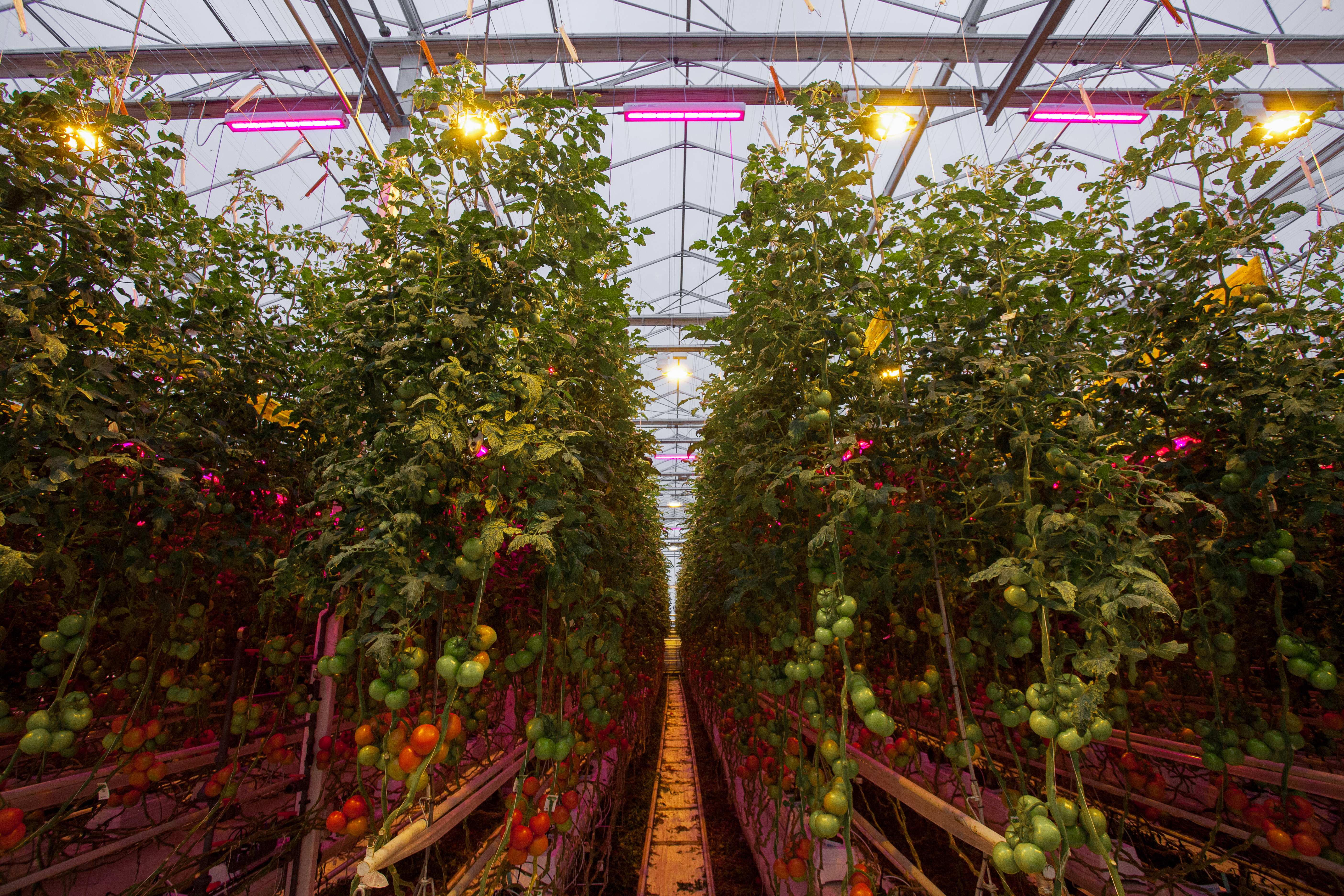 LED-HPS hybrid installation in tomato greenhouse