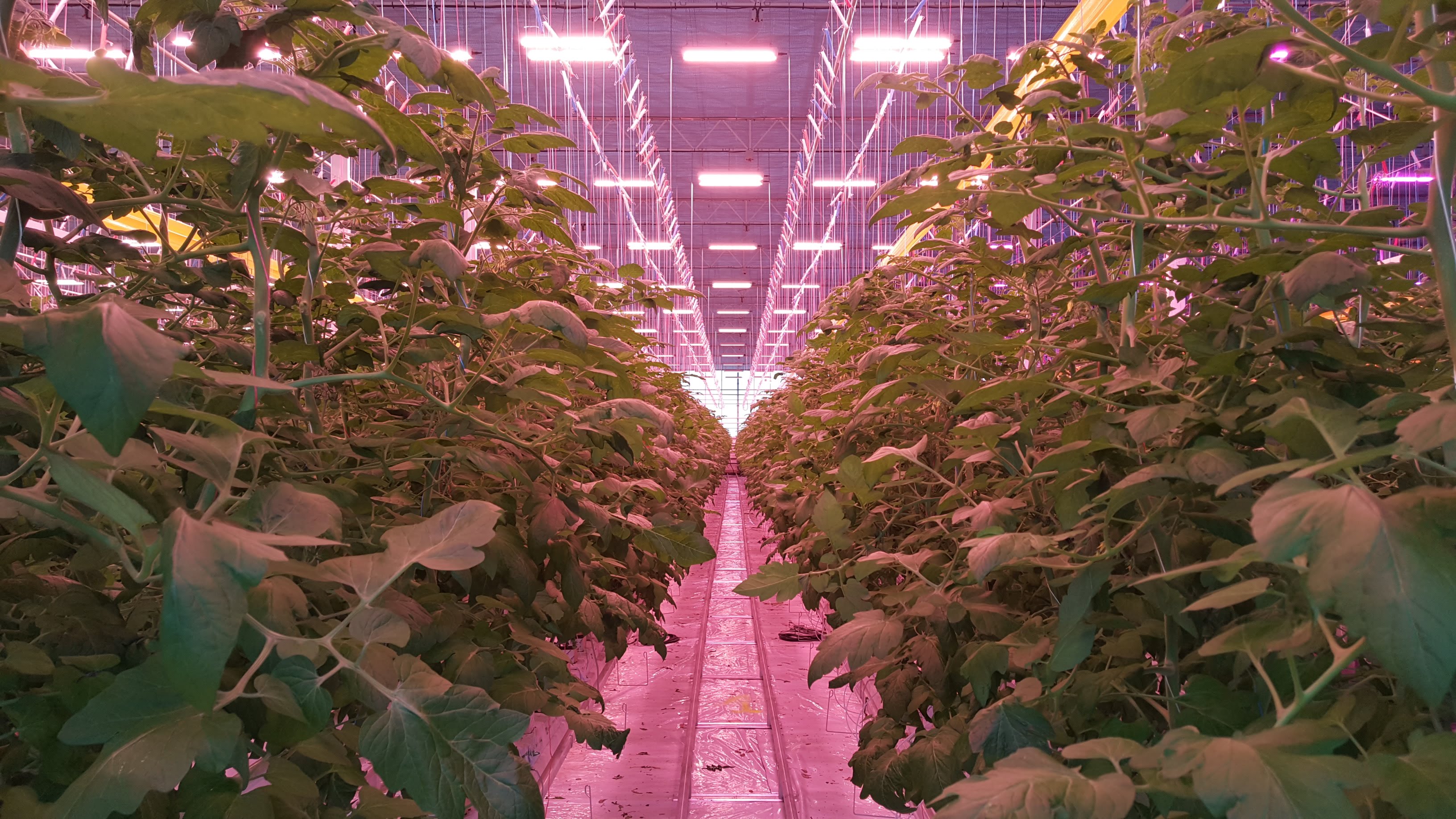 LED luminaires in tomato greenhouse