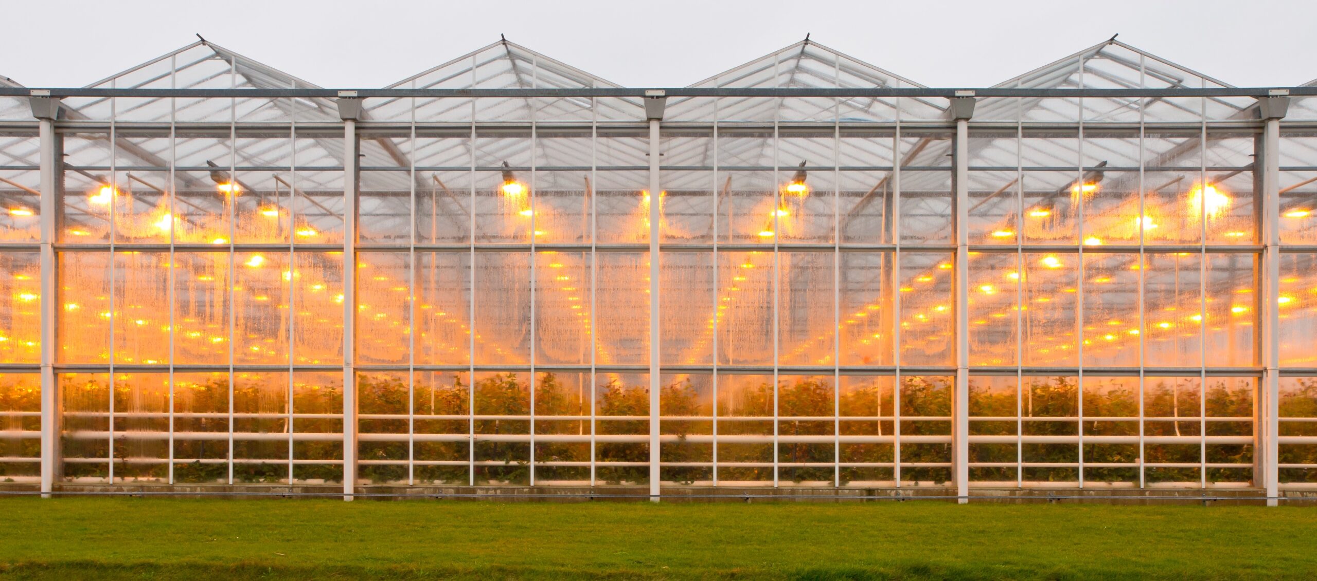 Greenhouse glowing with warm HPS light seen from outside at dusk