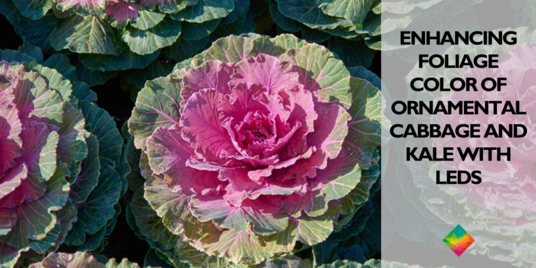 Enhancing Foliage Color of Ornamental Cabbage and Kale with LEDs