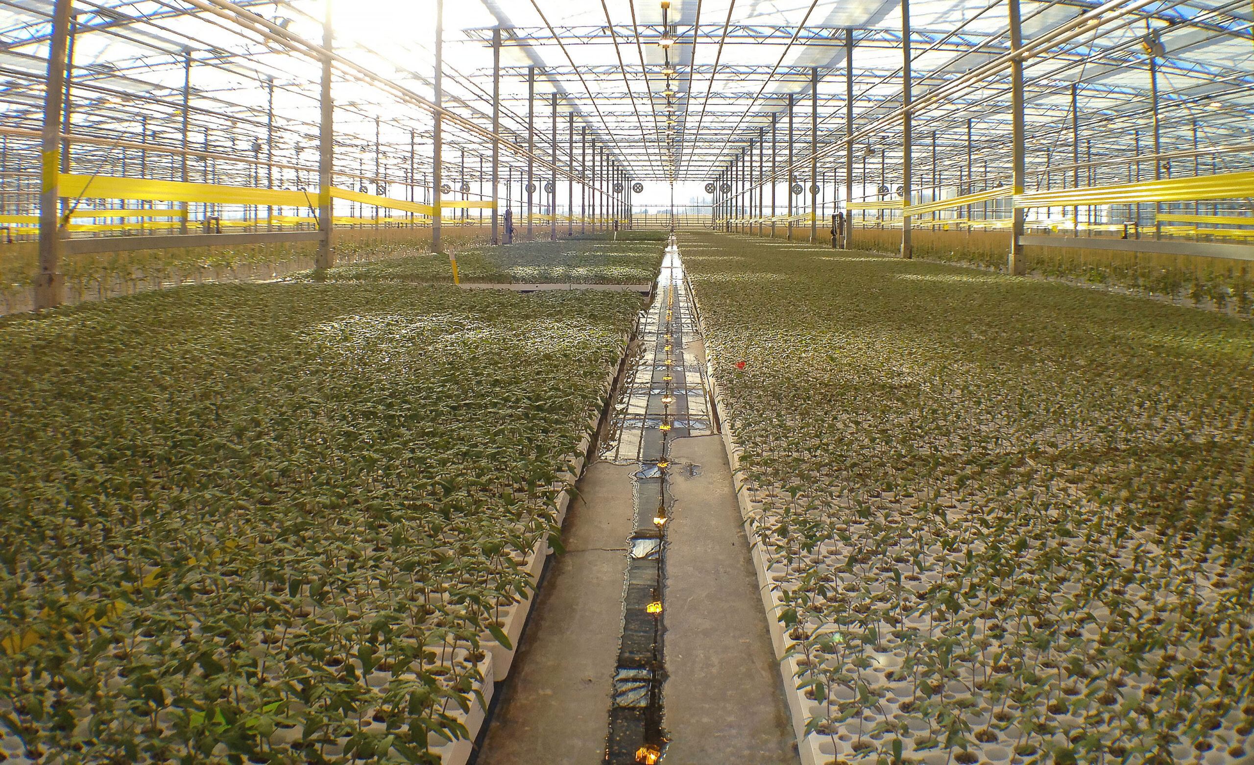 Long rows of young potted plants filling a wide commercial greenhouse