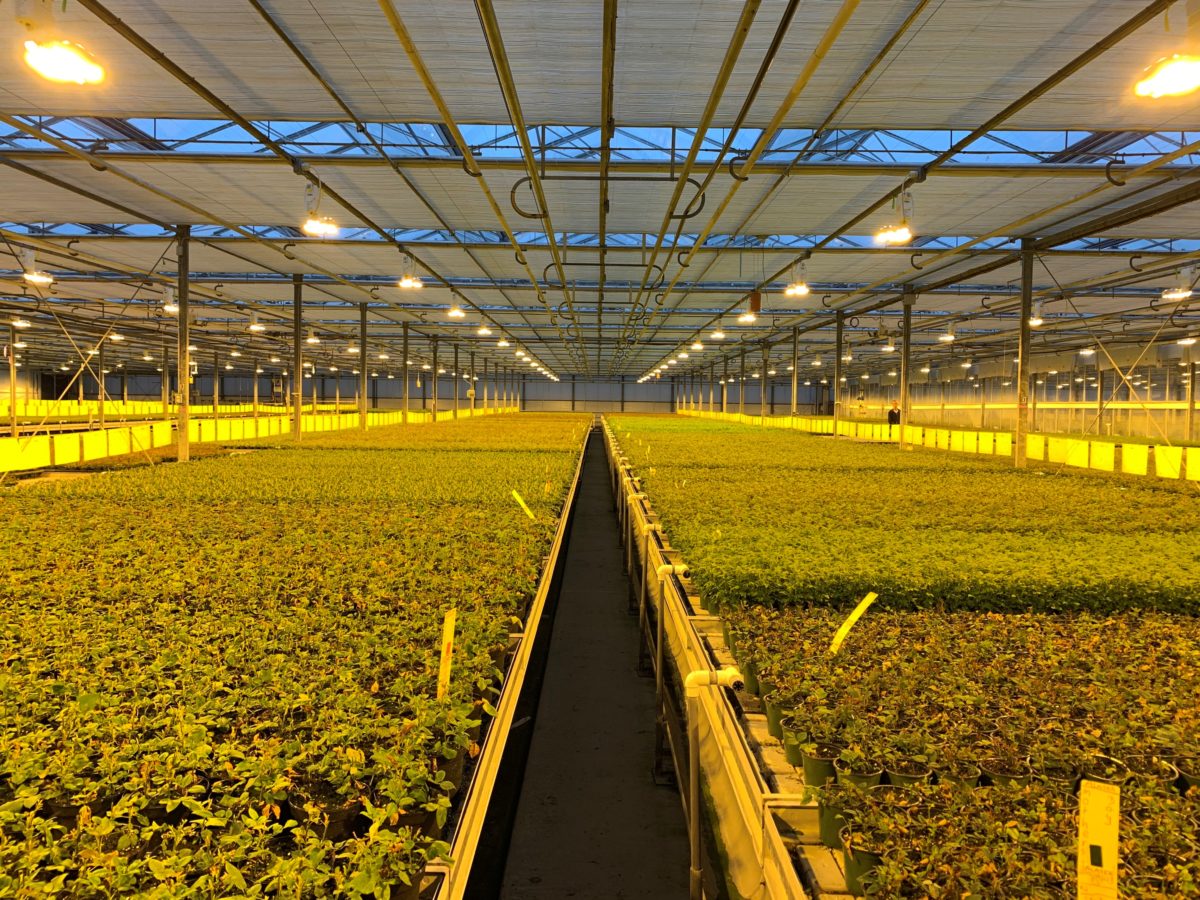 Burnaby Lake Greenhouses | P.L. Light Systems