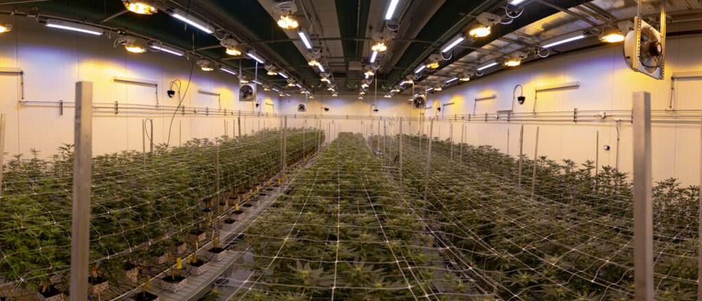 Indoor grow room with a hybrid lighting system powered on above the rows of plants