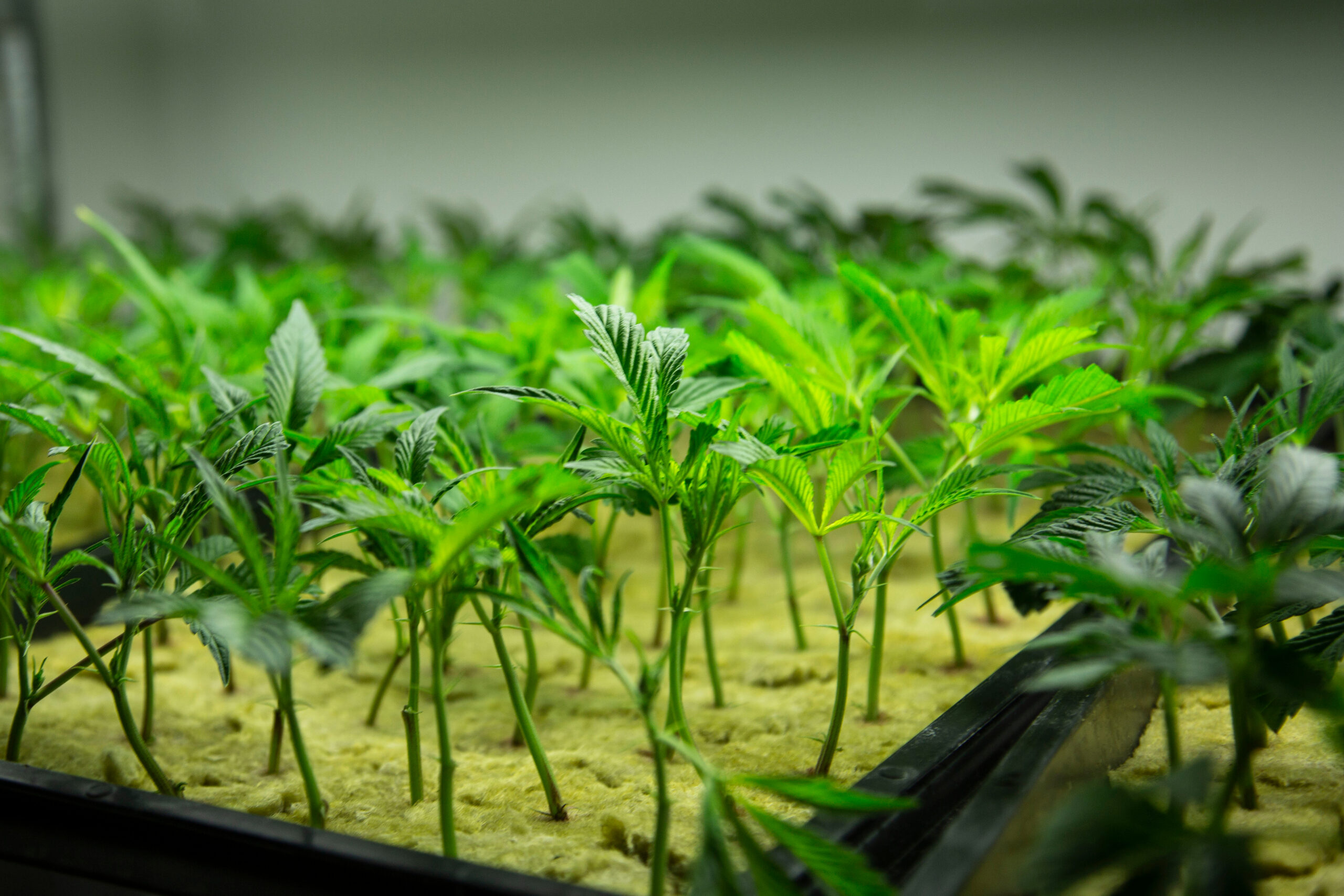 Close-up of young cannabis seedlings growing in rockwool cubes