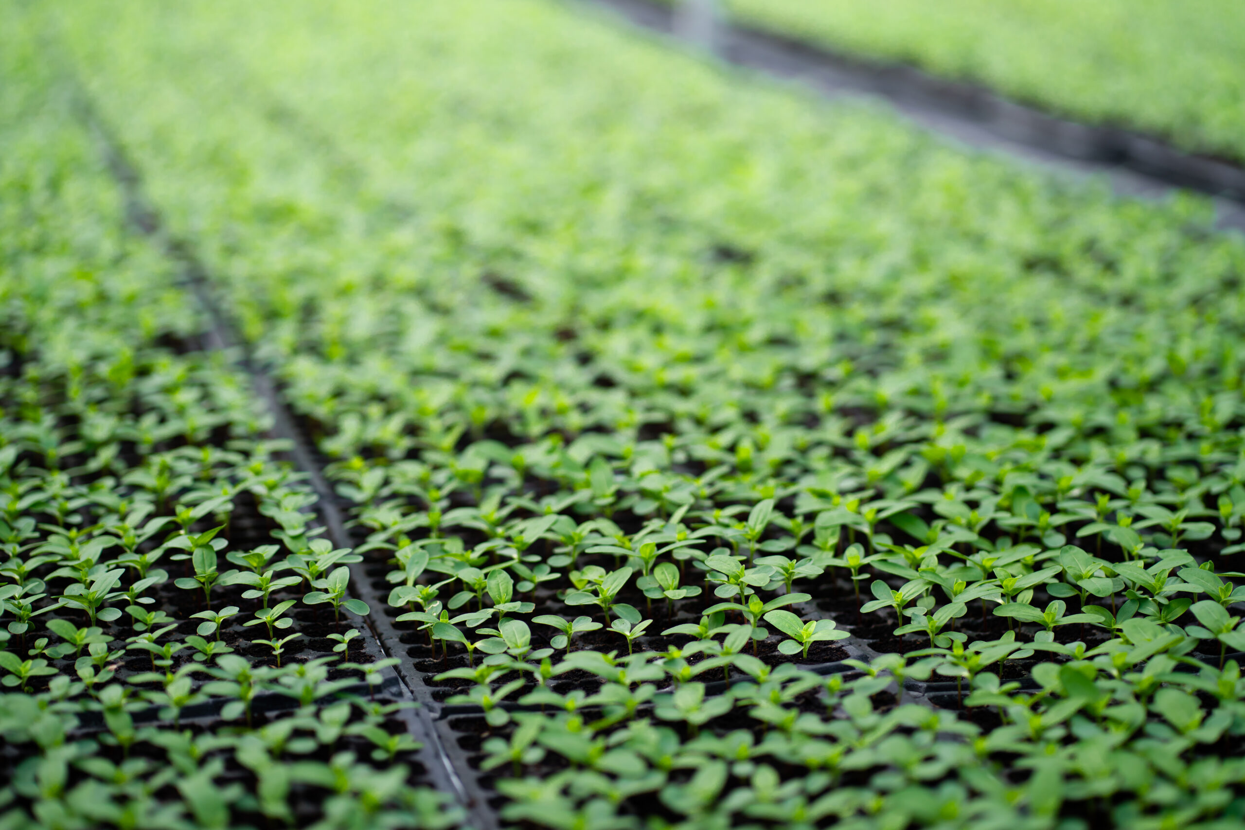 Close-up of dense seedlings growing in propagation trays