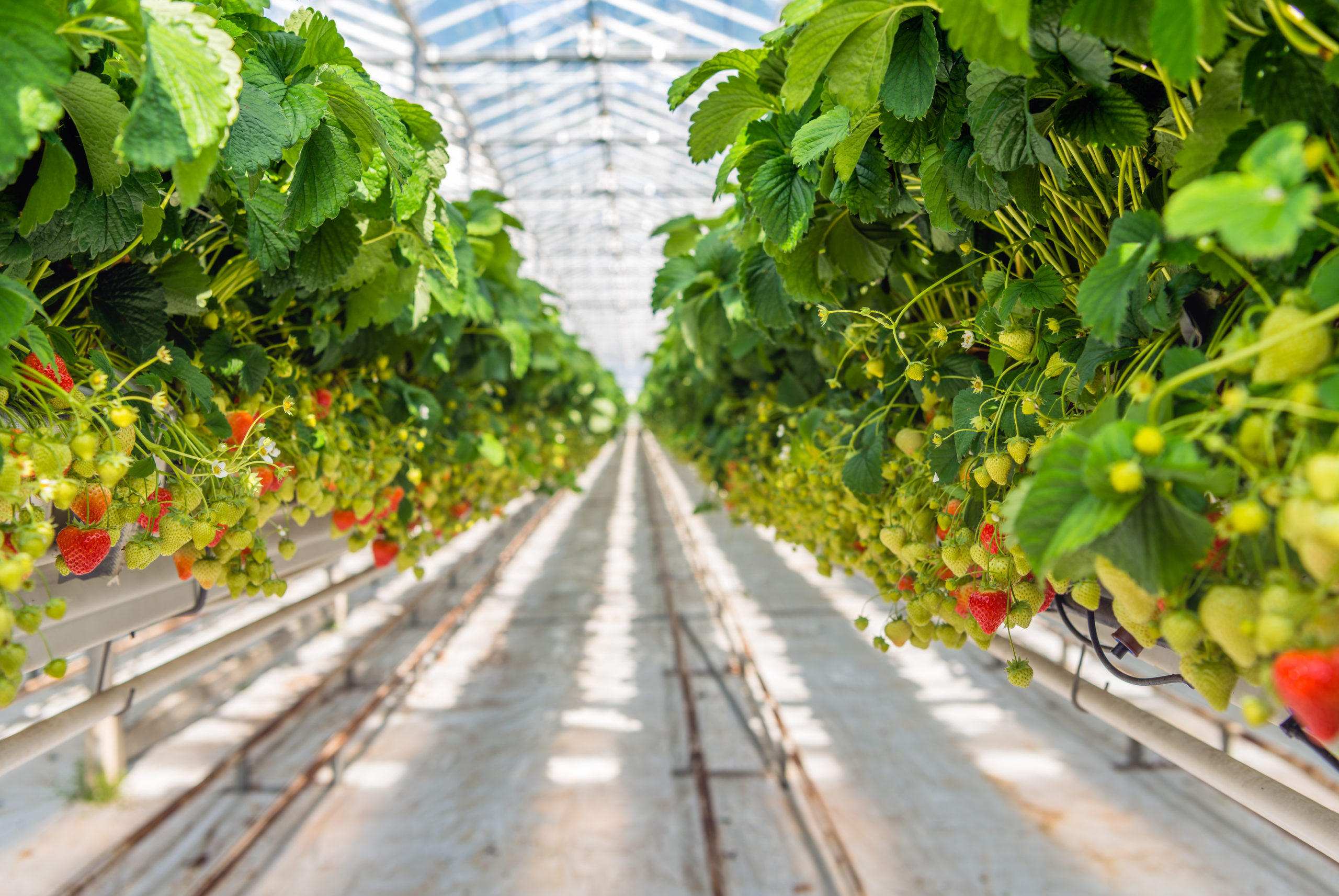 
Strawberry cultivation