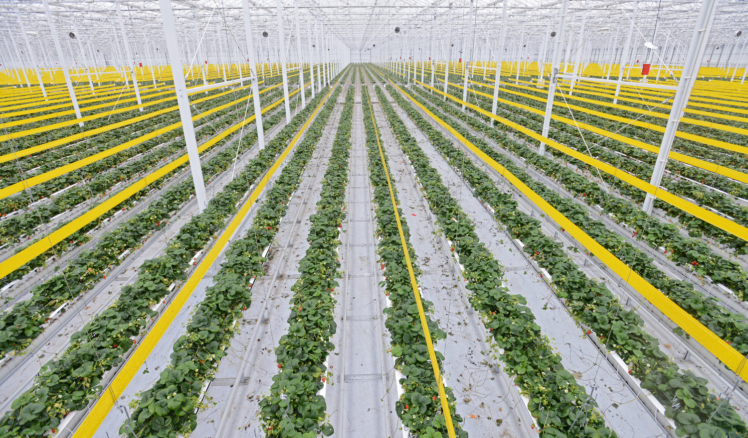 P.L. Light Systems Expert Articles: The Ultimate Guide to Indoor Strawberry Cultivation