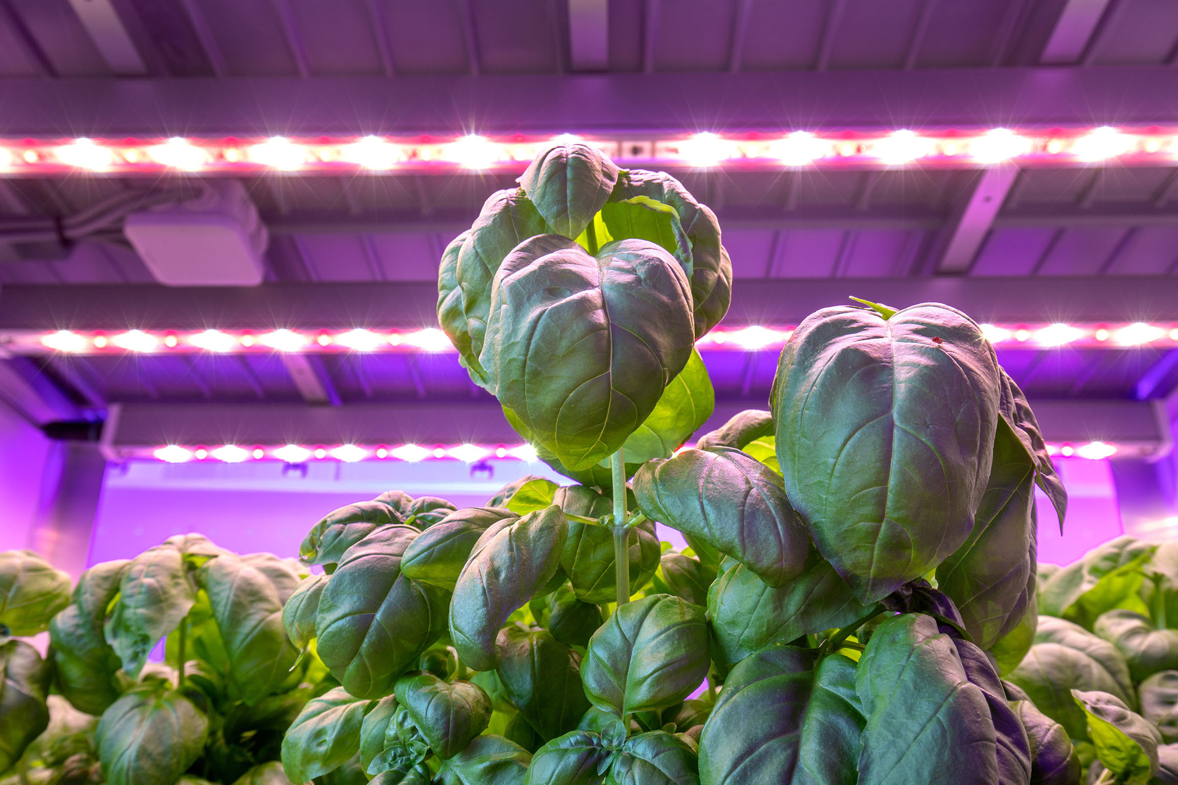 Basil crop with HortiLED Multi luminaires in background