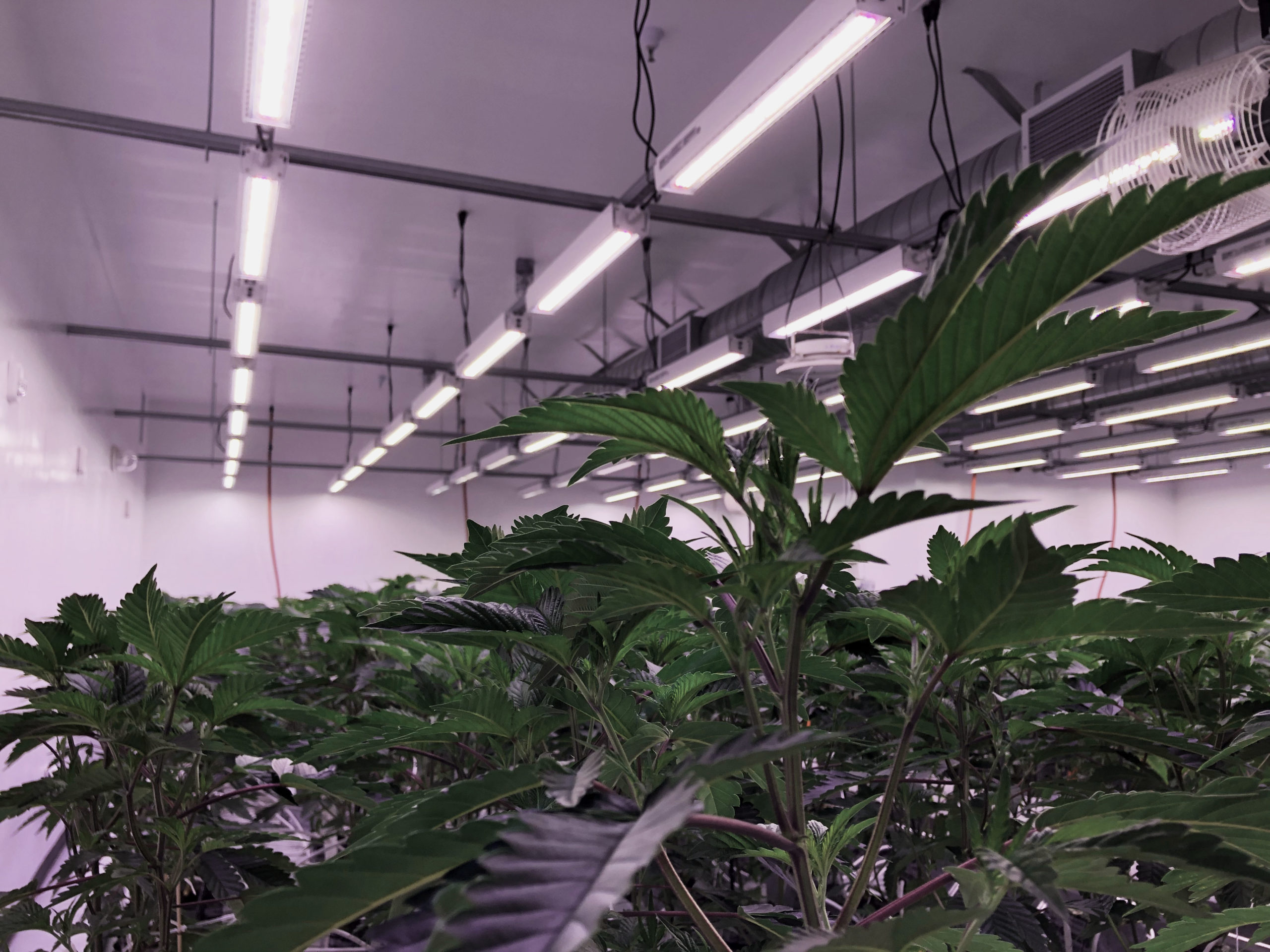 Indoor Cannabis crop with HortiLED Top daylight spectrum luminaires