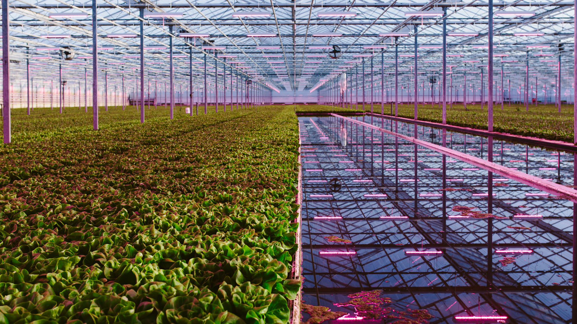 Lettuce greenhouse with HortiLED Top luminaires overhead