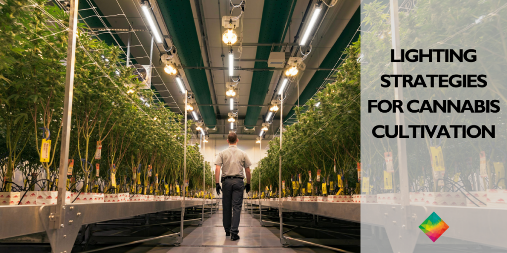 Lighting Strategies for Cannabis Cultivation: How to Start?