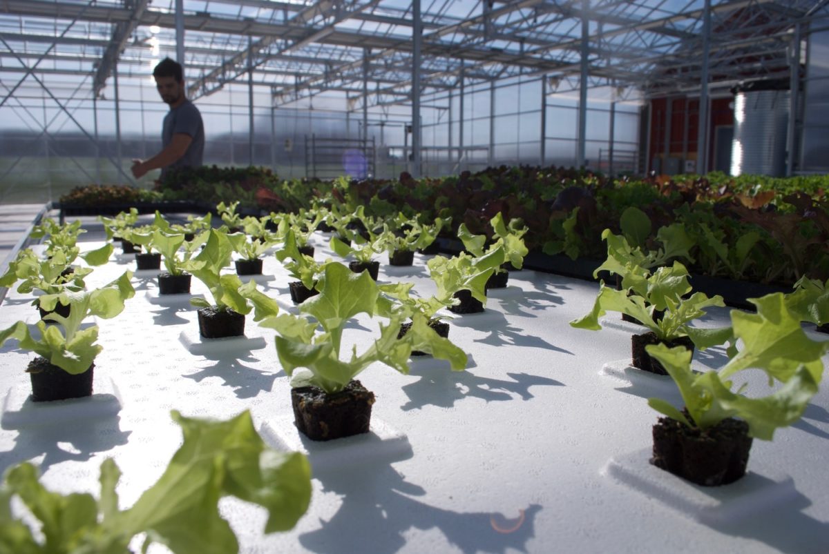 Lettuce seedlings at Old Souls Farm greenhouse