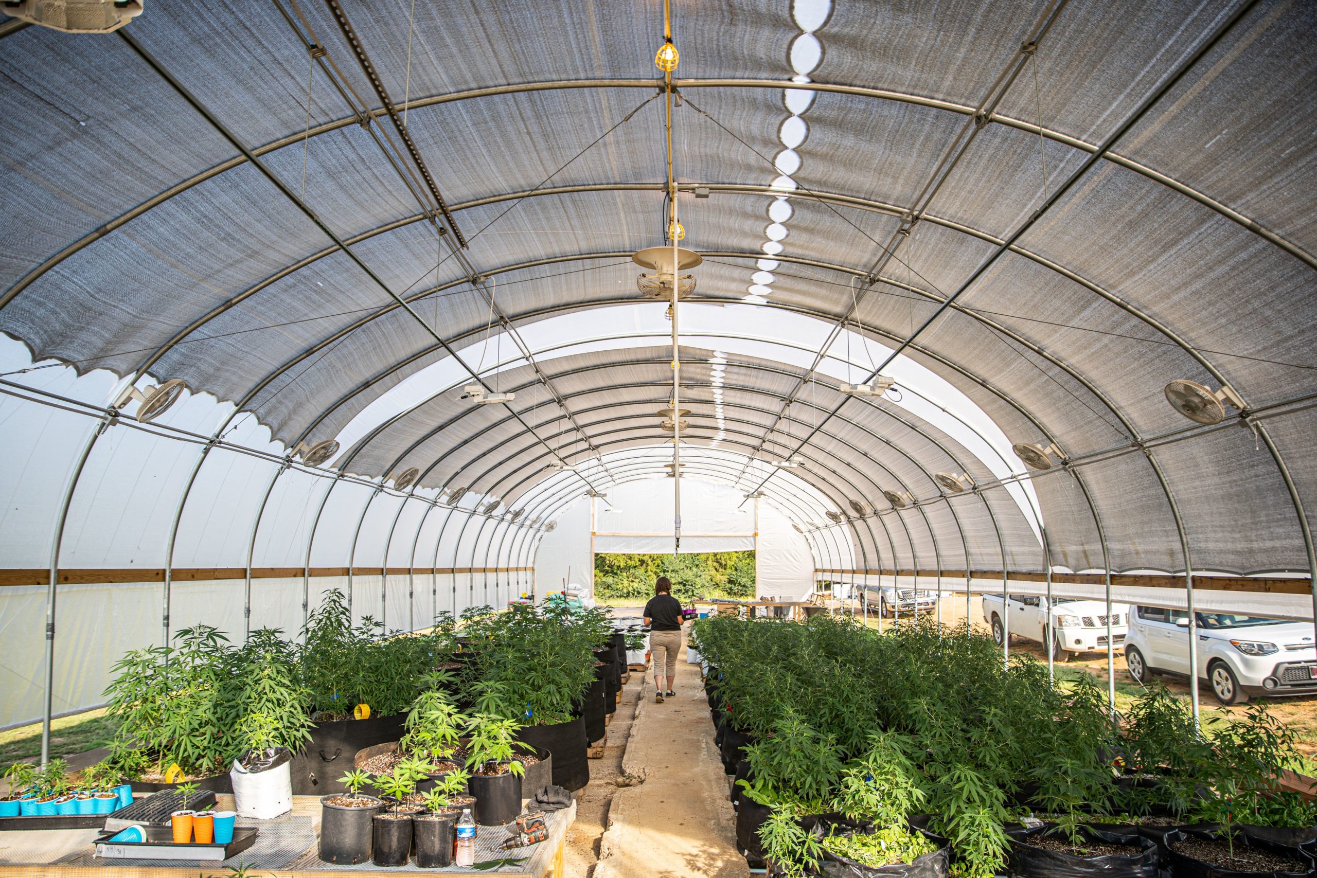 Hoop house with hemp crops and NXT-LP luminaires