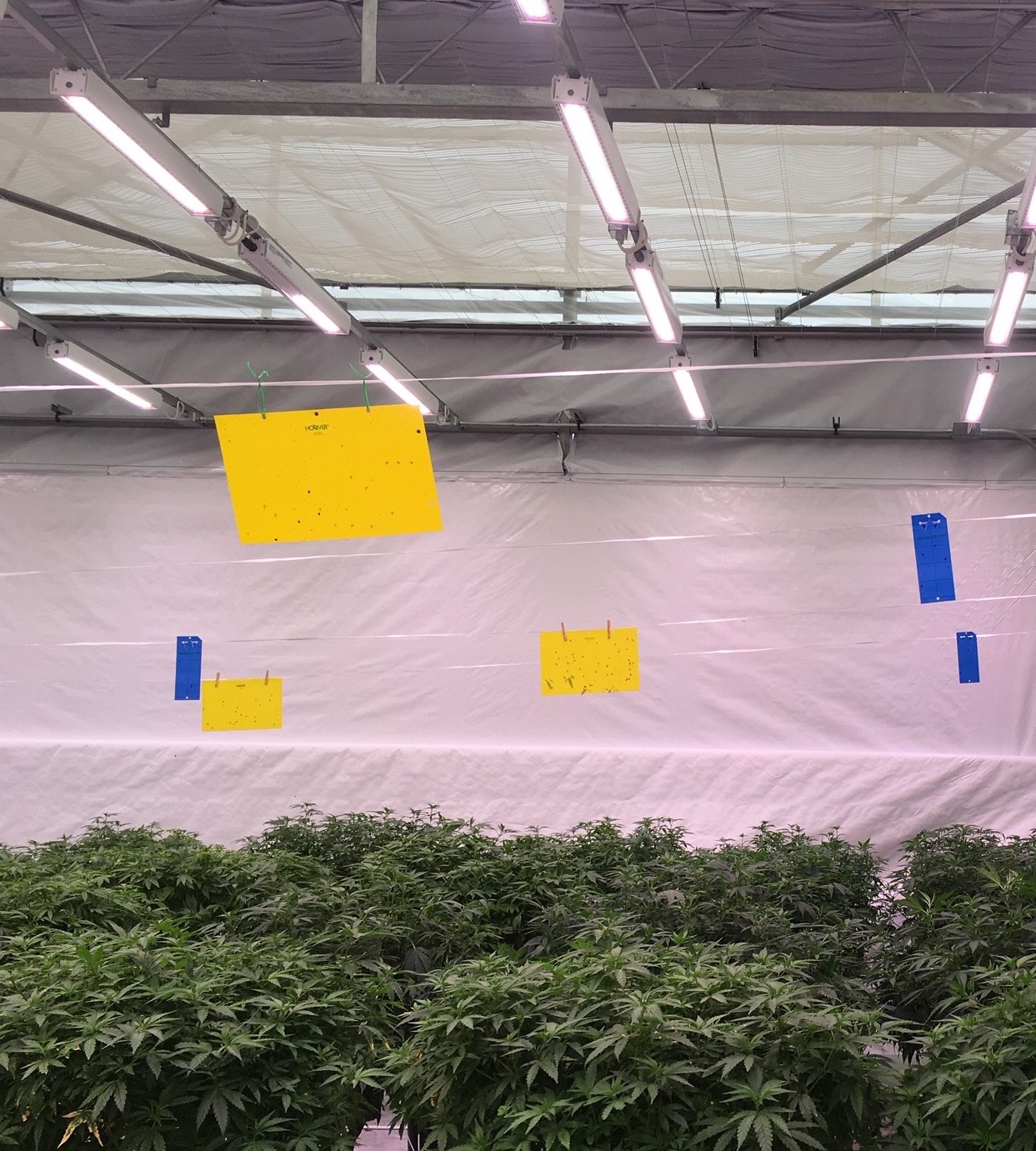LED trial area with hemp crop underneath