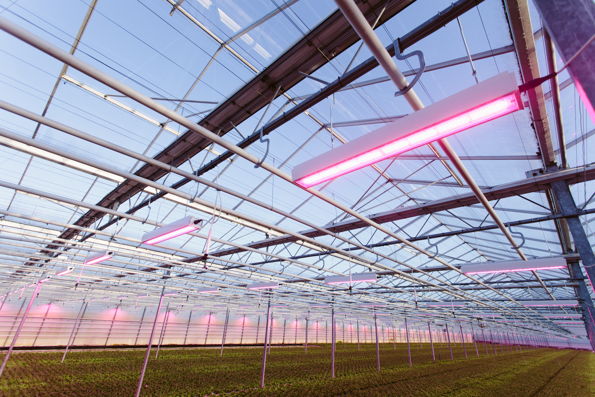 Lettuce greenhouse with HortiLED Top luminaires hanging from roof