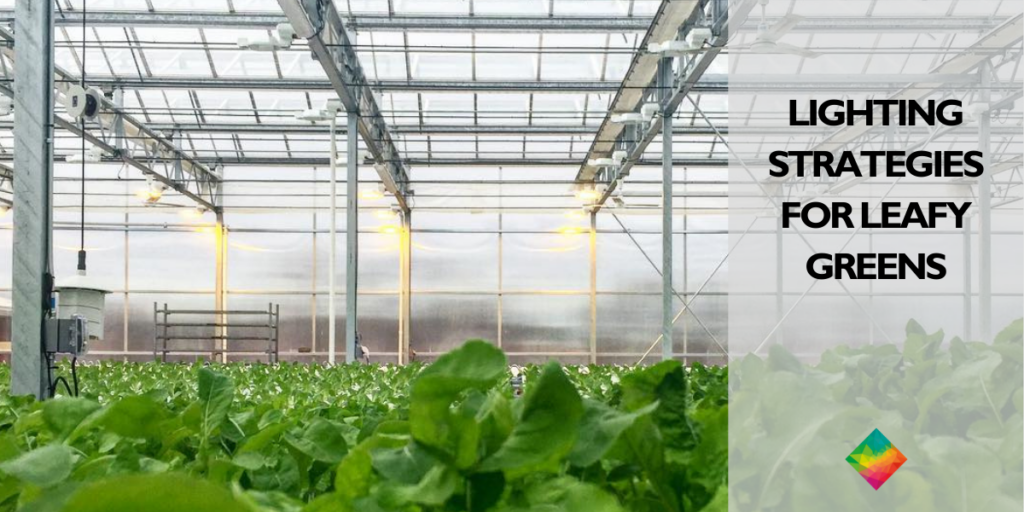 Interior view of a greenhouse flourishing with leafy greens under specialized lighting for optimal growth. Text overlay reads, Lighting Strategies for Leafy Greens.