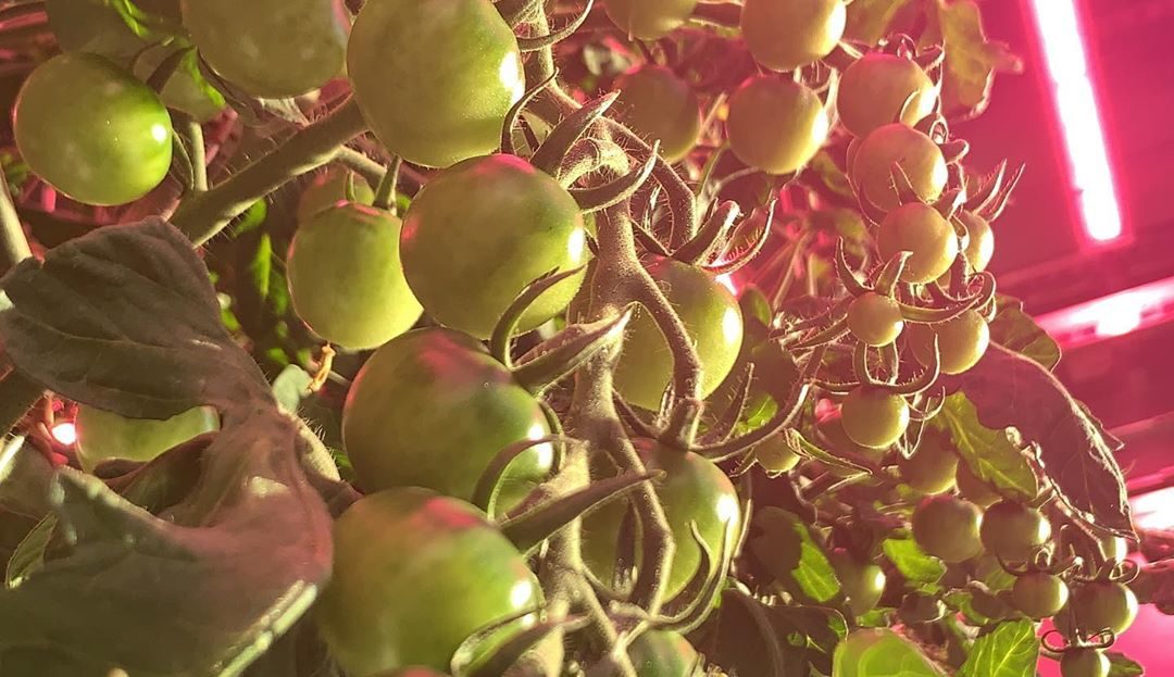 Tomato crop with HortiLED Top luminaires in background