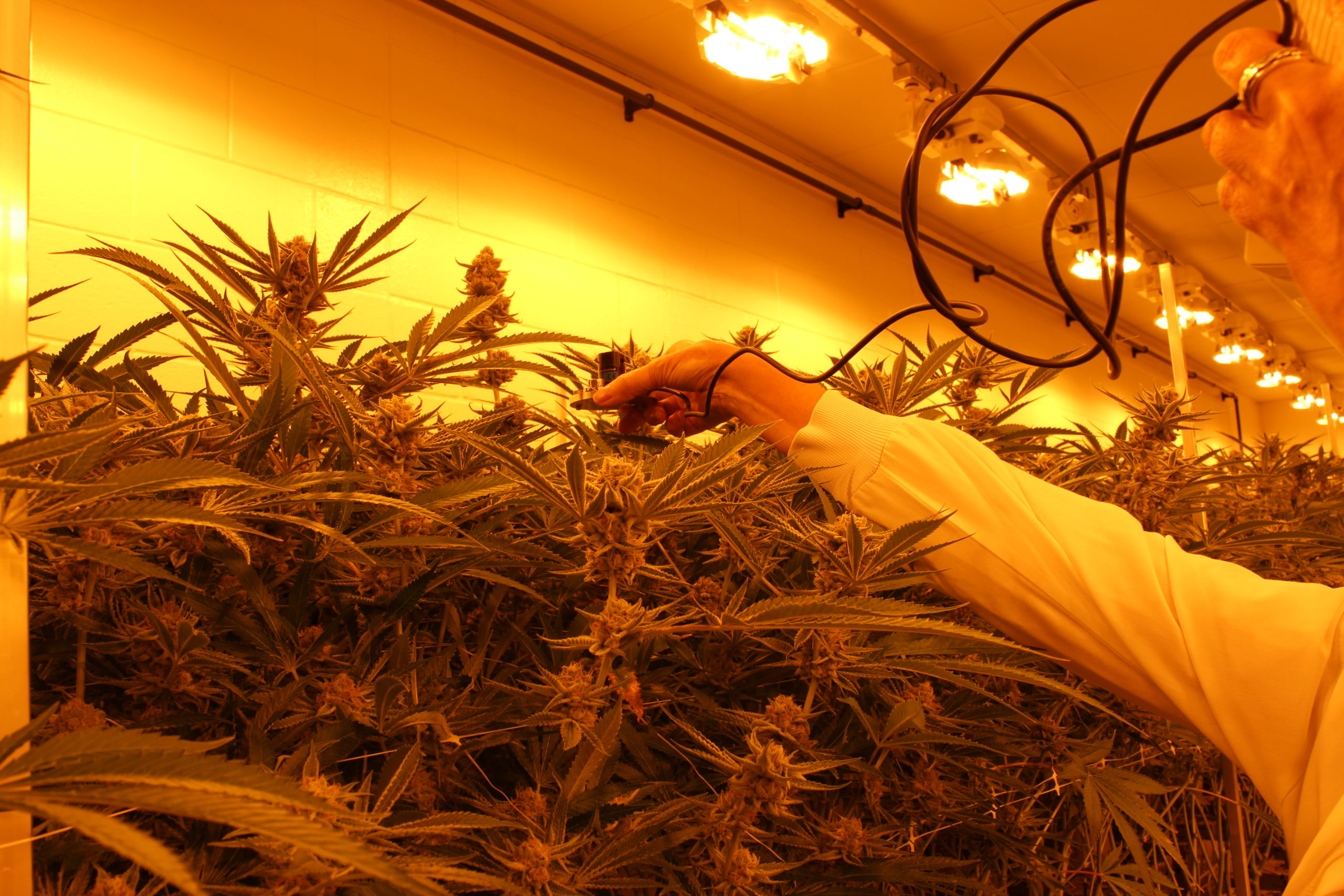 Person measuring DLI under HPS lights in hemp cultivation