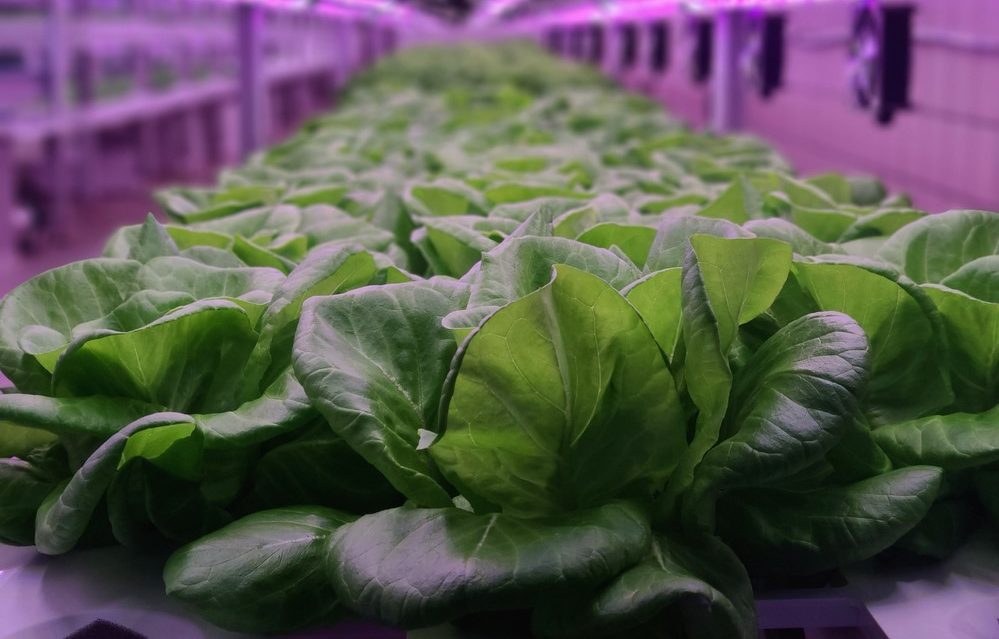 Lettuces grown under LEDs in vertical farm