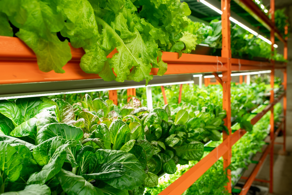 Lettuce being grown indoors in a vertical farm under LEDs
