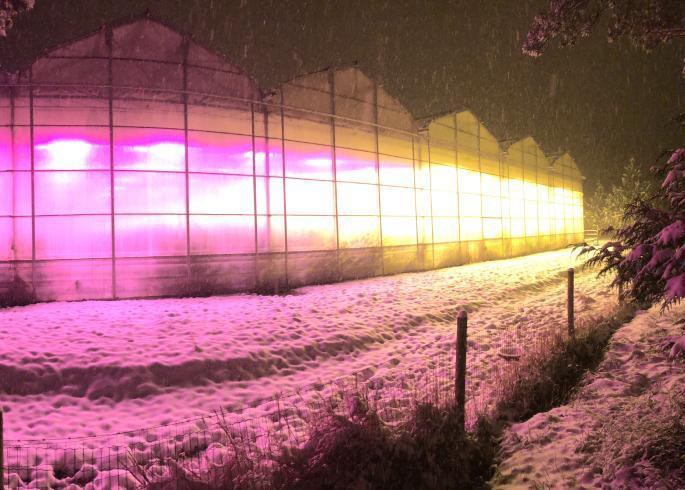 Under the shimmering night sky, Eurosa Farms greenhouses glow with pink and yellow lights, casting a warm hue across the snow-blanketed earth.