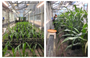 This image shows a research greenhouse with older HID luminaires installed(left) and after retrofitting with high efficiency LED grow lights.