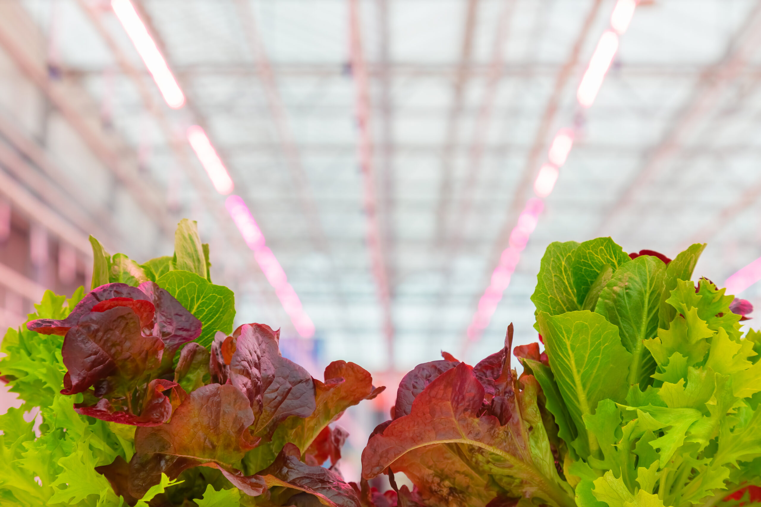Lettuce grown under LED luminaires in greenhouse