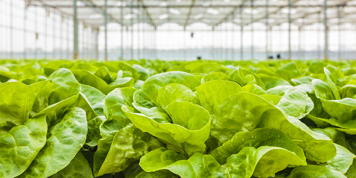 Lettuce in a greenhouse