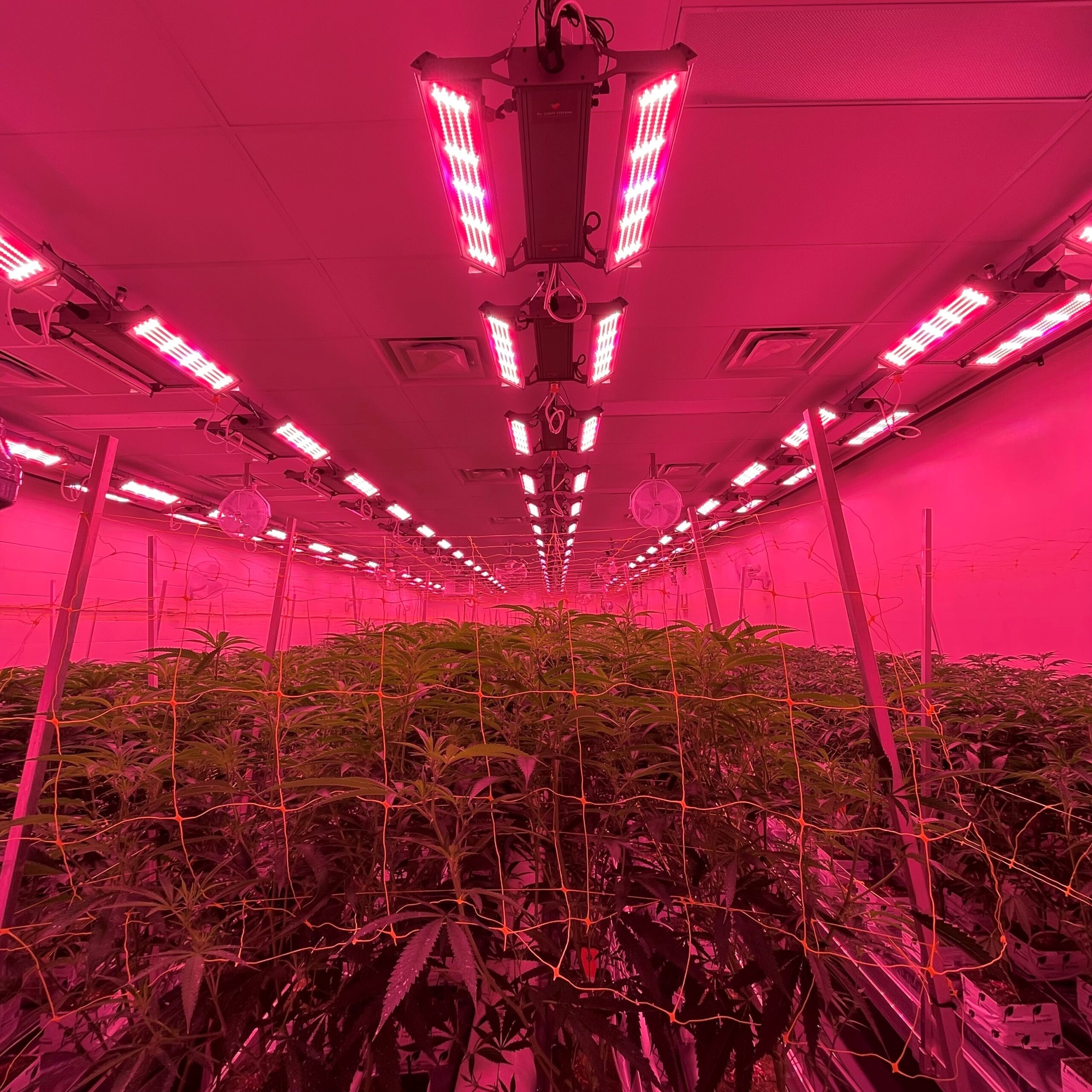 Flower Room under TriPlane LED lights