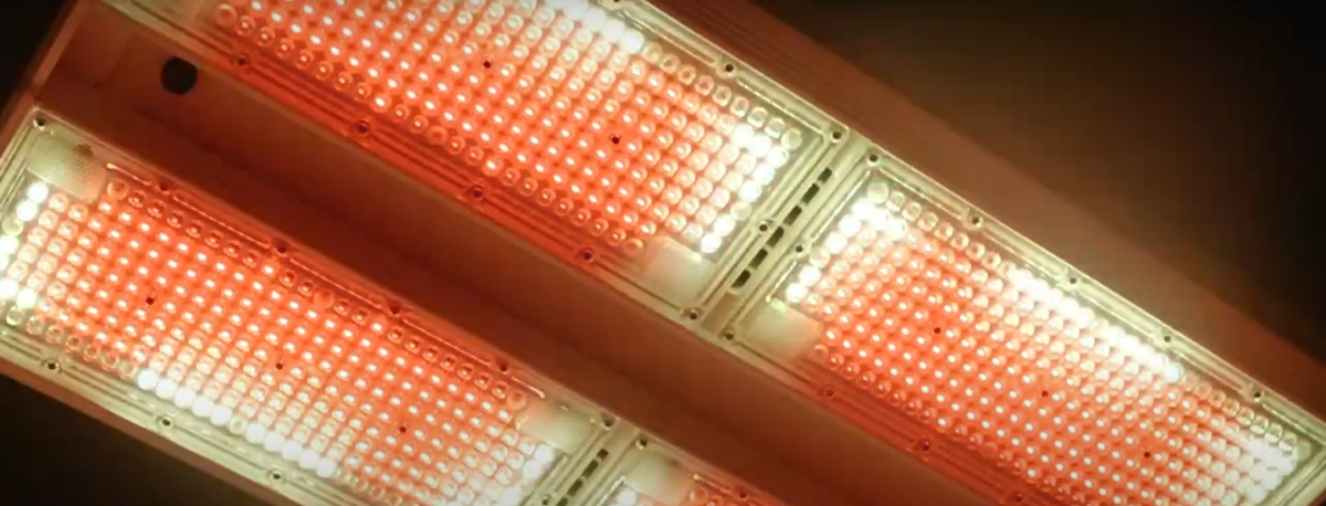 Close-up view of two rectangular LED light panels emitting red and white light, mounted on a ceiling.