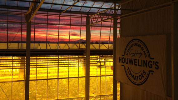 The interior of a greenhouse features a sign for Houweling’s Tomatoes. As the sun sets, its warm glow seeps through the glass ceiling, creating a serene and inviting atmosphere.