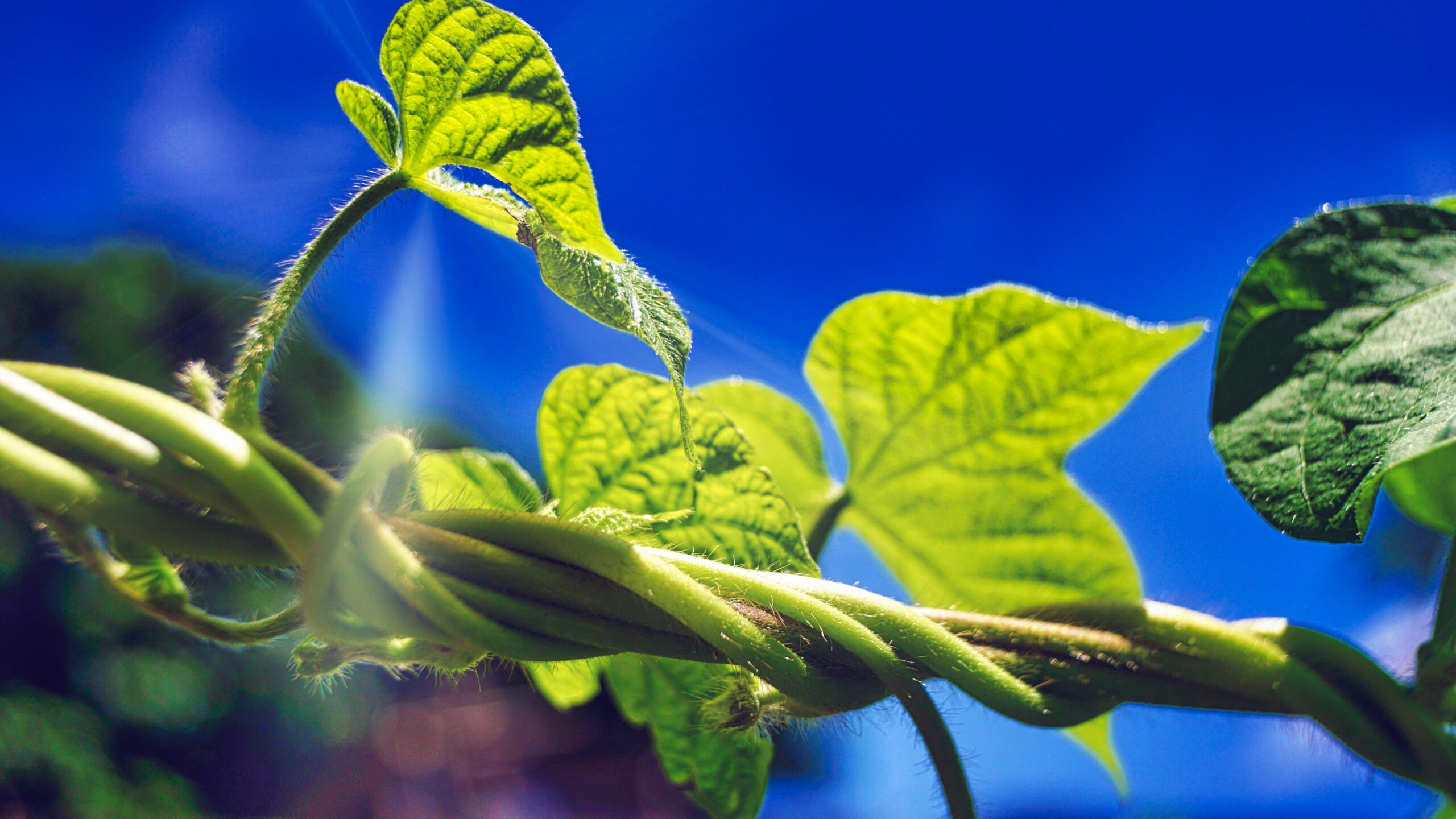Close-up of green vine leaves and stems intertwined, set against a bright blue sky with sunlight illuminating the foliage—showing how plants see light differently from humans.