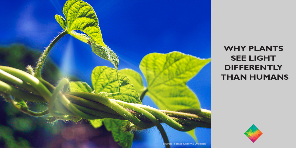 Close-up of green plant stems and leaves twisting toward sunlight, set against a blue sky, with a text panel stating why plants see light different than humans.