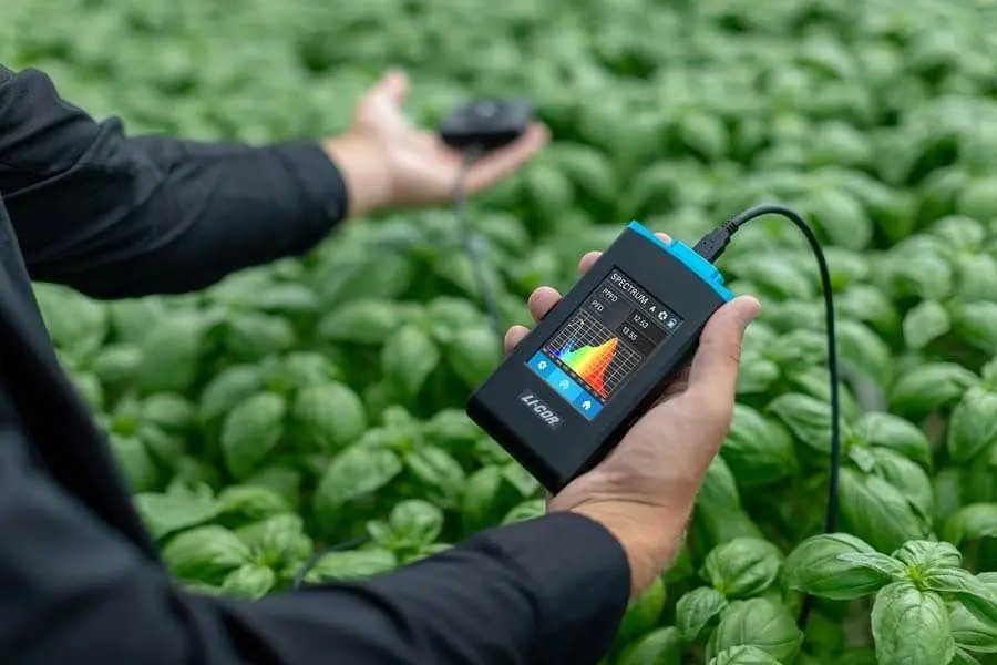 A person is measuring light levels with a handheld light meter device over green leafy plants in an agricultural setting.