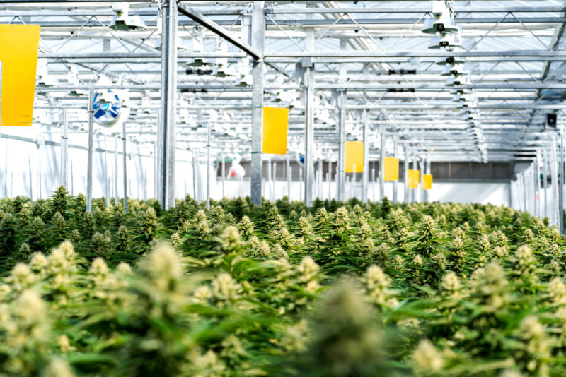 Indoor cannabis cultivation at 7ACRES Supreme showcases rows of thriving plants under a glass greenhouse roof, complete with overhead lighting and yellow pest control cards.