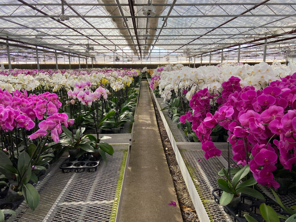 Rows of pink and white phalaenopsis orchids in bloom in a greenhouse