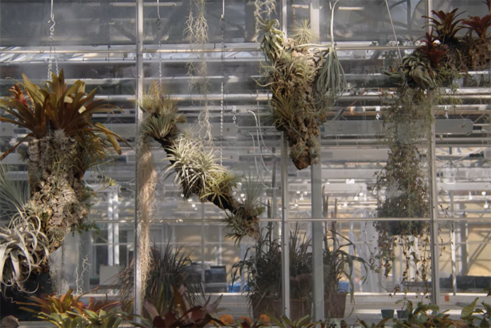 The greenhouse interior at Algonquin College features various plants and air plants elegantly hanging from metal structures. The background is adorned with glass panels, offering a glimpse of additional lush greenery that thrives in this serene environment.
